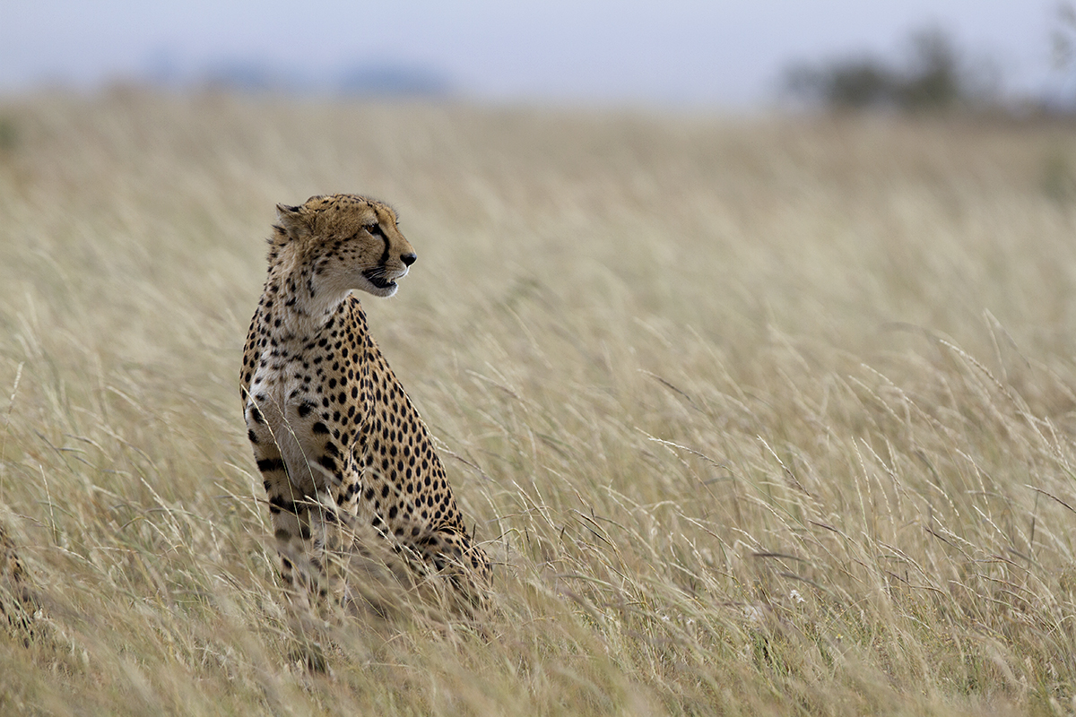 Cheetah, Maasai Mara, Kenya