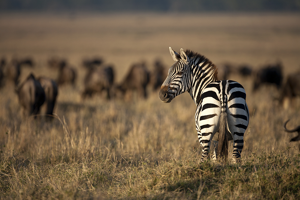 Common Zebra, Maasai Mara, Kenya