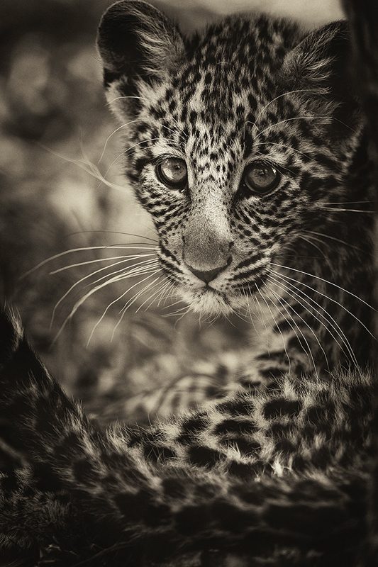 leopard_cub_maasai_mara_kenya