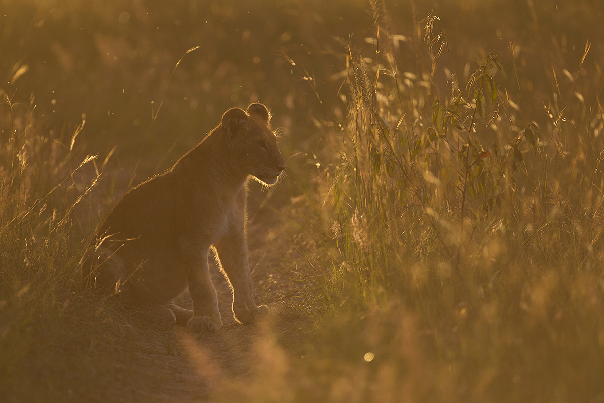 Lion Cub, Maasai Mara, Kenya