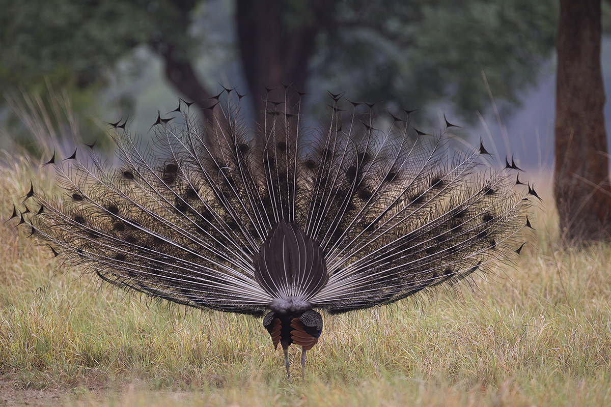Peacock, Kanha, India