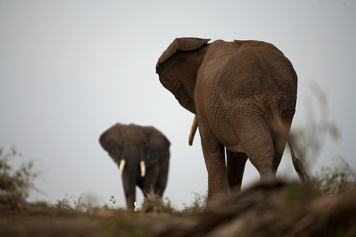 Elephants, Amboseli, Kenya