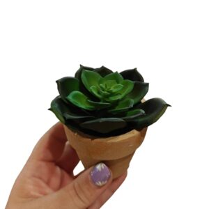 Vetplantje | Malissa's Lovely Lifestyle