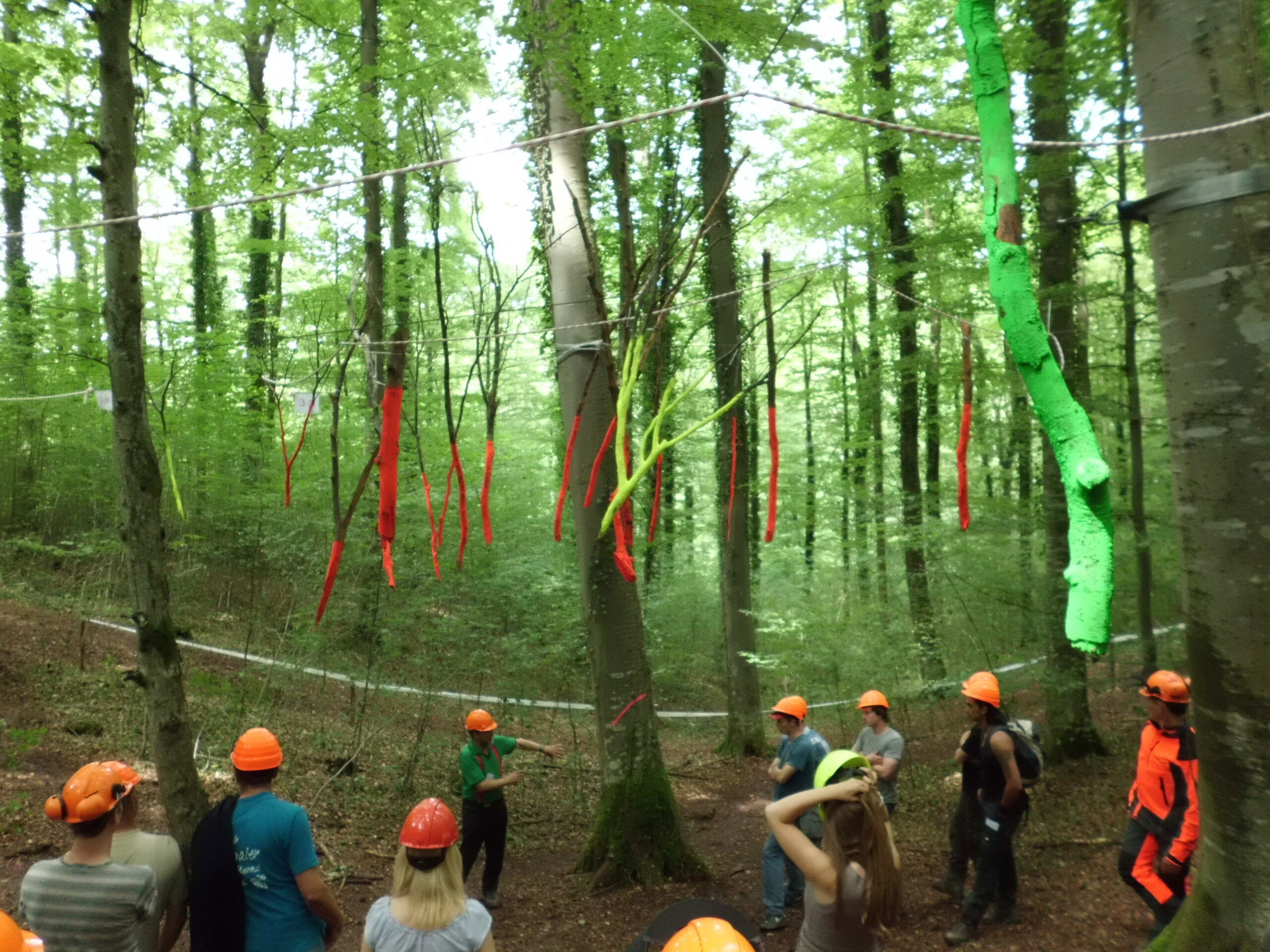 Gevarenzones bij velling zwaar hout 2